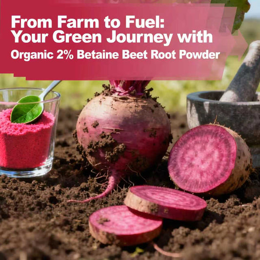 From Farm to Energy: Your Green Journey with Organic 2% Betaine Beet Root Powder
