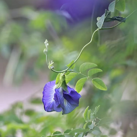 Homemade Drink Blue Tea: A Comprehensive Guide to the Health Benefits of Butterfly Pea Flower Infusion