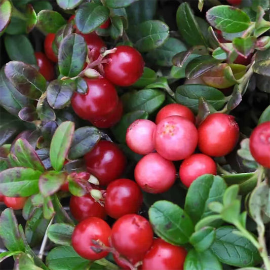 Cranberry introduction and drink recipe