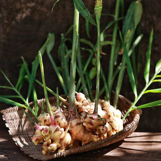 Nutritional Benefits Of Ginger powder