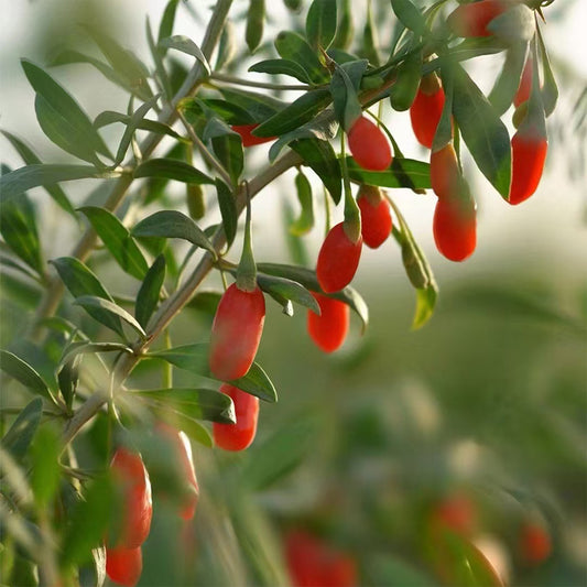 The Wonderberry: Discovering the Magic of Goji Berries