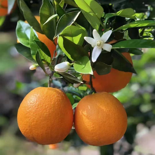 Orange Juice Powder: Nutritional Value and Popular Applications