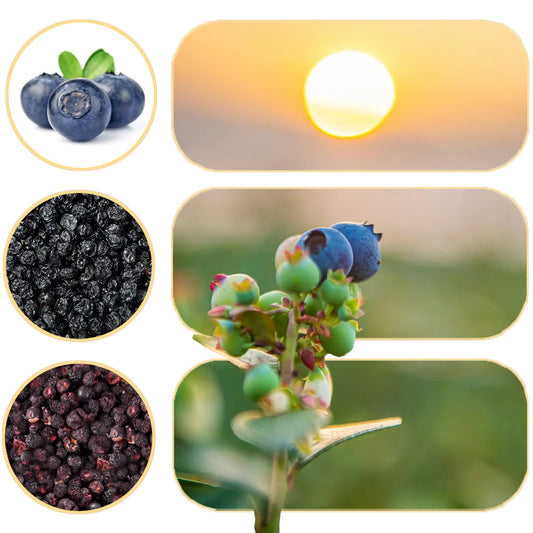 Fresh blueberries VS Freeze-dried blueberries VS Dried blueberries
